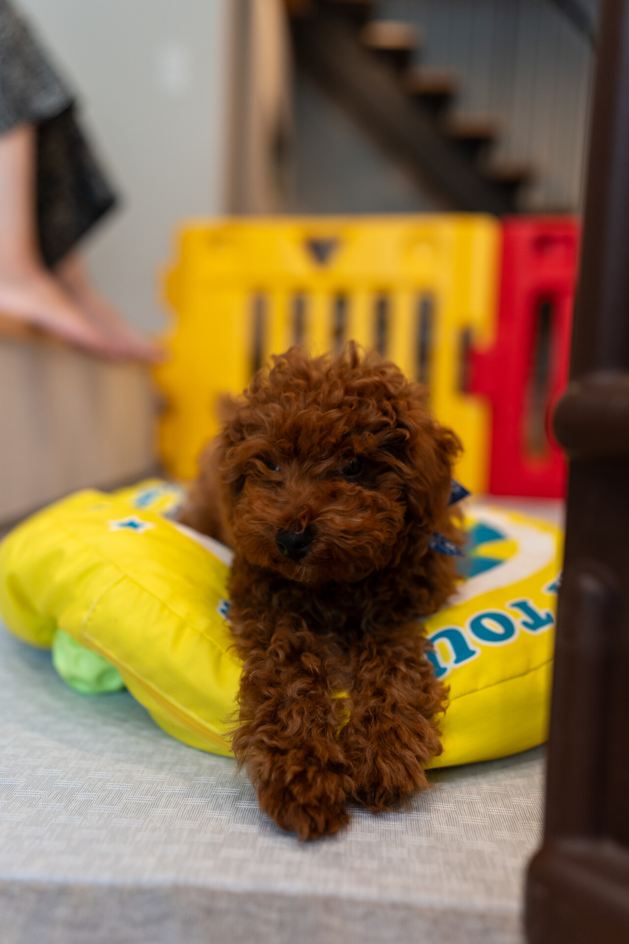 Cute dog