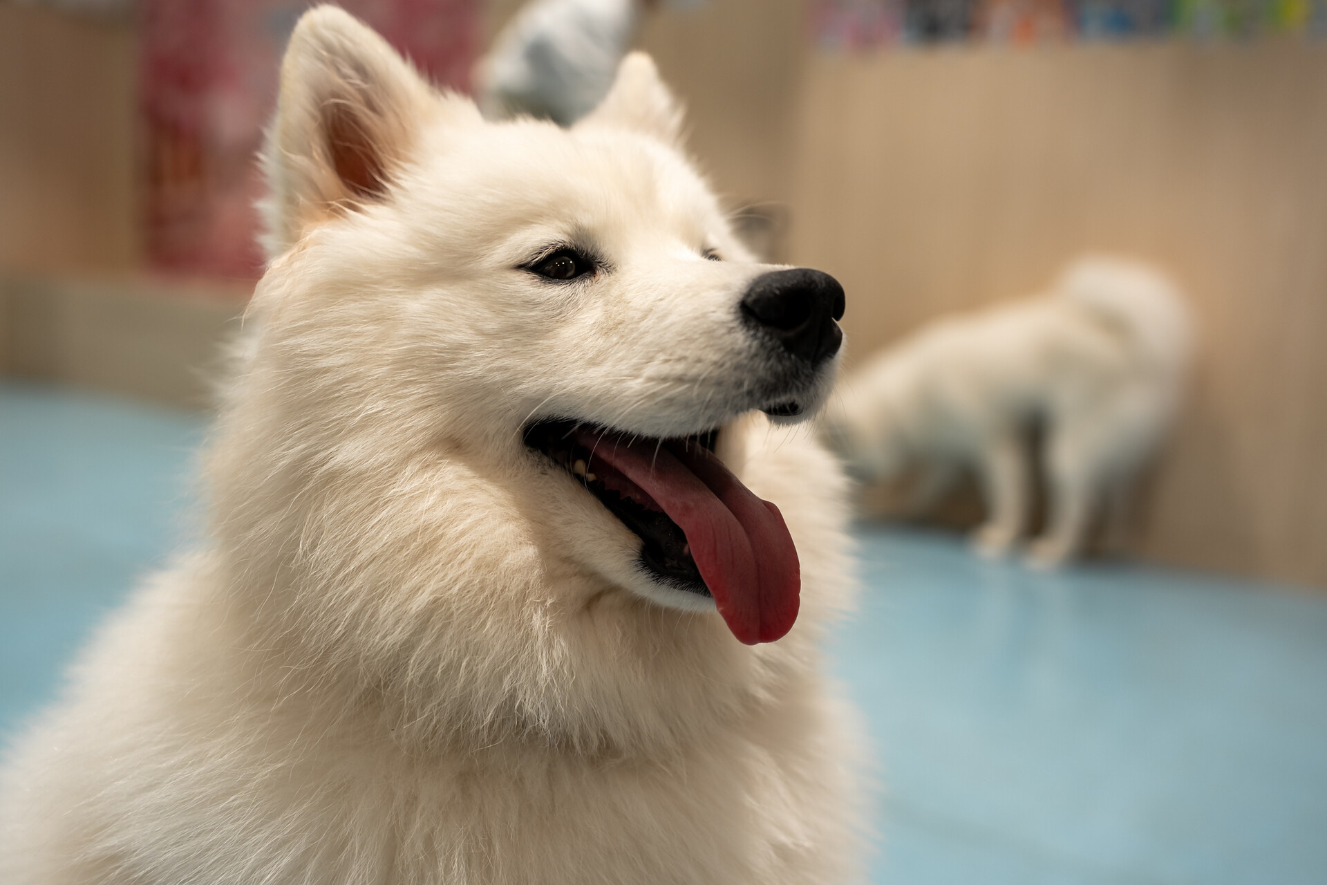 Samoyed